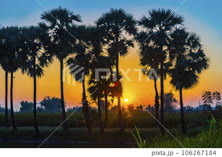 The morning atmosphere as the sun rises with the silhouettes of rows of palm trees, ponds reflecting trees, and grassy fields as the foreground. The morning atmosphere as the sun rises with the silhouettes of rows of palm trees, ponds reflecting trees, and grassy fields as the foreground. 106267184