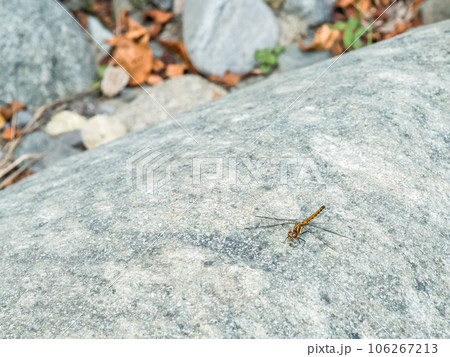 【道志川のトンボ】 【道志川のトンボ】 106267213