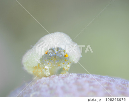 カイカムリの仲間 カイカムリの仲間 106268076