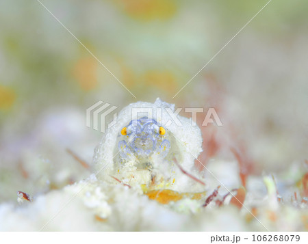 カイカムリの仲間 106268079