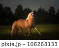 Haflinger horse with white mane is running on the sunset 106268133
