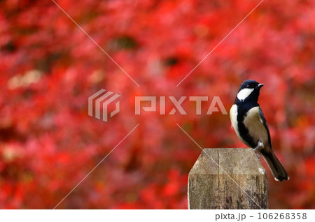 紅葉と正面を向いたシジュウカラ 106268358