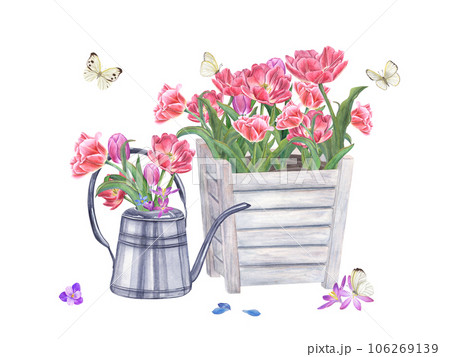Bouquet of pink double tulips, crocuses, scilla. Spring Flowers in steel watering can and wooden flower pot. Fluttering white butterflies. Watercolor illustration isolated on white background. 106269139