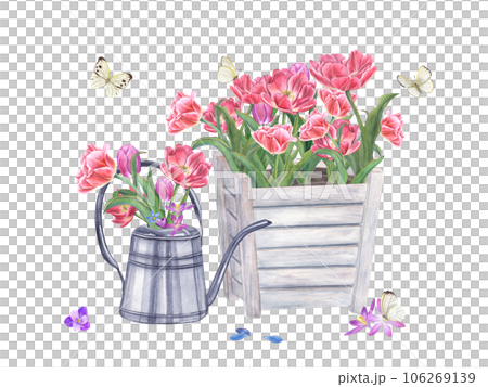 Bouquet of pink double tulips, crocuses, scilla. Spring Flowers in steel watering can and wooden flower pot. Fluttering white butterflies. Watercolor illustration isolated on white background. 106269139