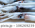 まな板の上の新鮮なイカ 106269239