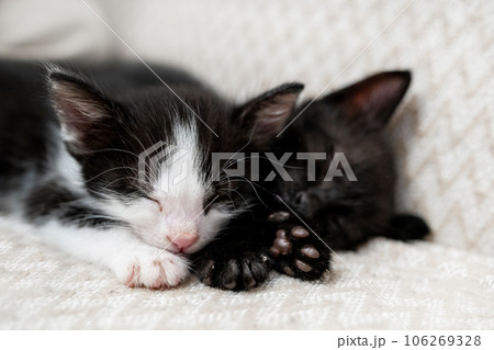 Two white and black domestic kittens sleeping, lying on white light blanket on sofa. Sleep cat. Concept of adorable pets. 106269328