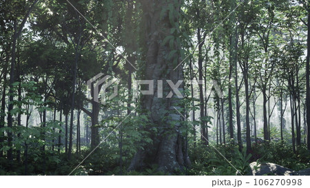 Dense Tropical Rainforest With Morning Fog 106270998