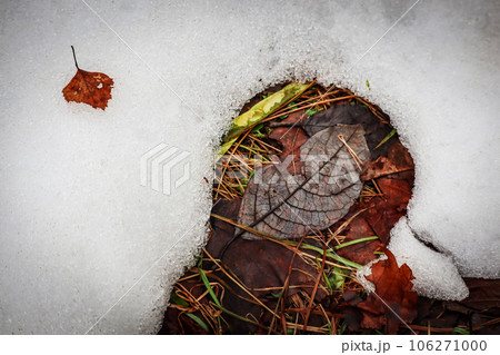 Snowdrift texture covering the brown wet brown leaves on the ground in early spring 106271000