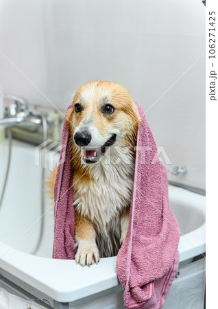 Wet dog stands on its hind legs in the bathroom after bathing. 106271425
