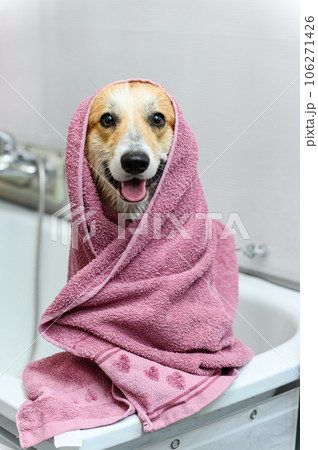 Wet dog stands on its hind legs in the bathroom after bathing. 106271426
