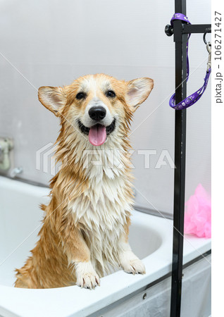 Wet dog stands on its hind legs in the bathroom after bathing. 106271427