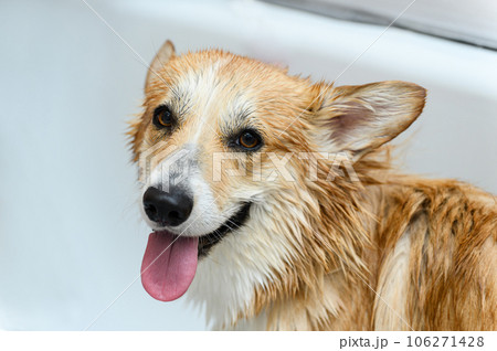 Wet dog stands in the bathroom after bathing. 106271428