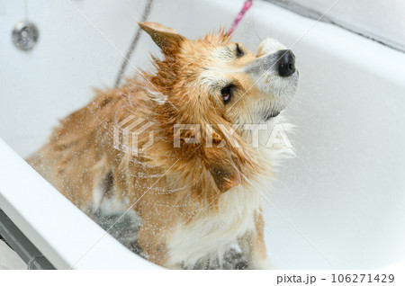The dog shakes off the water after bathing while standing in the tub. 106271429