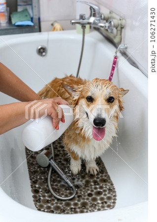 Groomer wash funny welsh corgi pembroke dog in bath before grooming procedure 106271430
