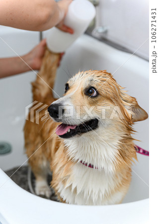 Groomer wash funny welsh corgi pembroke dog in bath before grooming procedure 106271431