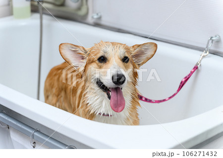 Wet dog stands in the bathroom after bathing. 106271432