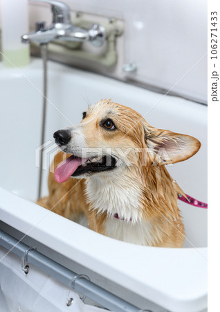 Wet dog stands in the bathroom after bathing. 106271433