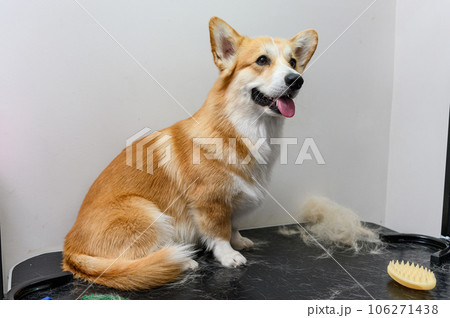 Charming young corgi with a tuft of combed dog hair. 106271438