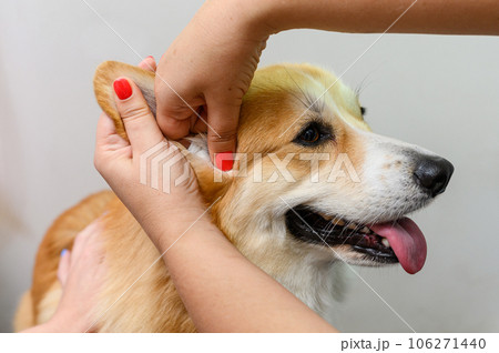 Woman cleans the ears of a welsh corgi pembroke dog Woman cleans the ears of a welsh corgi pembroke dog 106271440