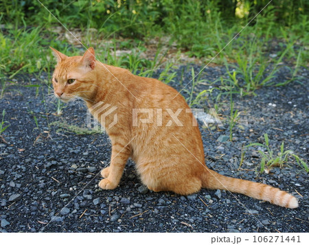 何かを見つめる茶トラの子猫 何かを見つめる茶トラの子猫 106271441