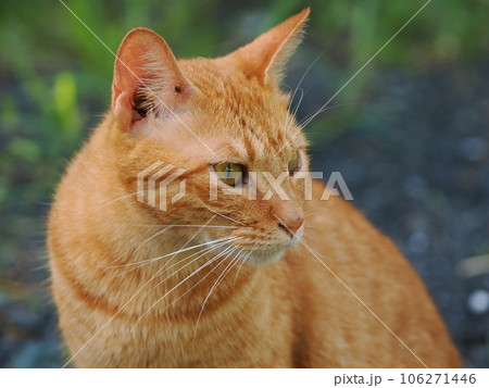 何かを見つめる茶トラの子猫 106271446