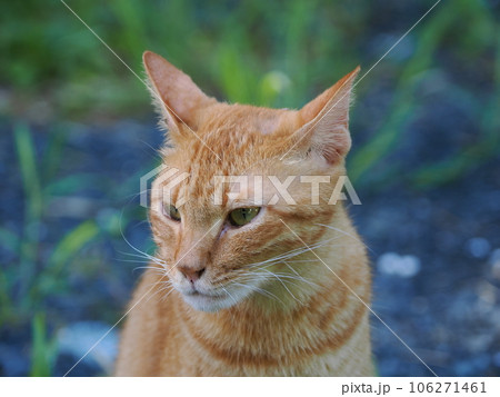 何かを見つめる茶トラの子猫 何かを見つめる茶トラの子猫 106271461