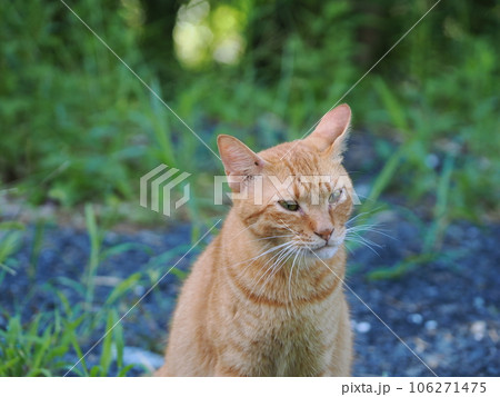 何かを見つめる茶トラの子猫 何かを見つめる茶トラの子猫 106271475