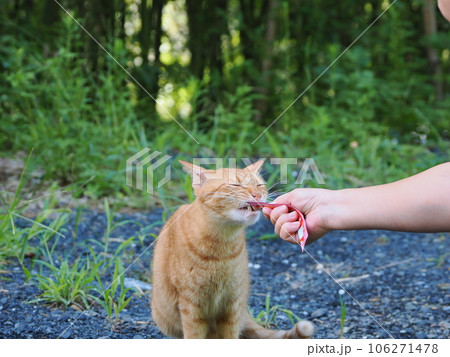 何かを見つめる茶トラの子猫 106271478