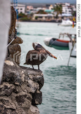 Coast in Puerto Ayora on Santa Cruz island of Galapagos islands, Ecuador, South America 106271568
