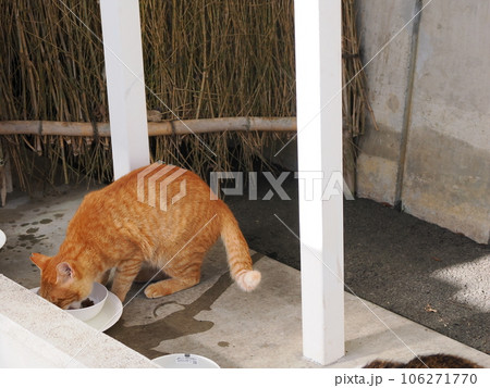 濡れた床を避けてご飯を食べる可愛い猫 濡れた床を避けてご飯を食べる可愛い猫 106271770