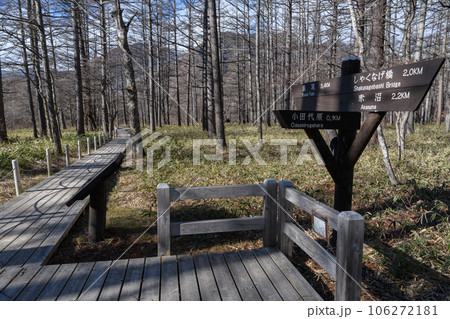 奥日光の初冬のハイキングコース 106272181