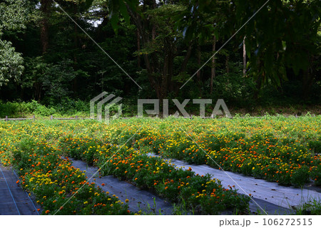 隠れた花の名所-追分市民の森 隠れた花の名所-追分市民の森 106272515