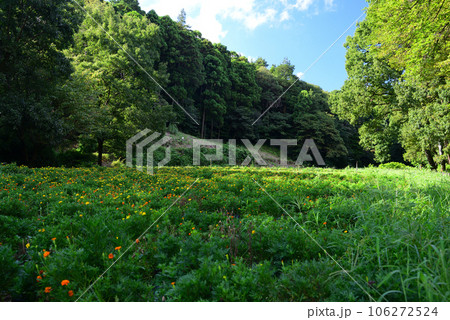 隠れた花の名所-追分市民の森 隠れた花の名所-追分市民の森 106272524