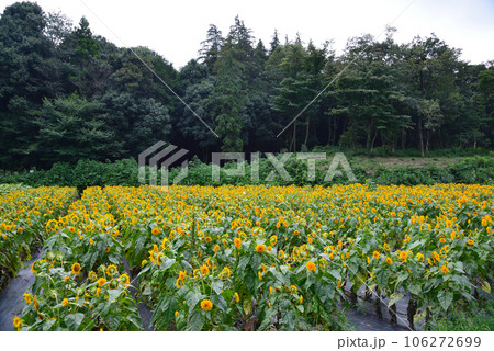 隠れた花の名所-追分市民の森 106272699