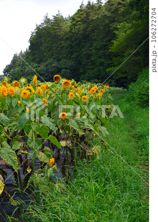 隠れた花の名所-追分市民の森 隠れた花の名所-追分市民の森 106272704
