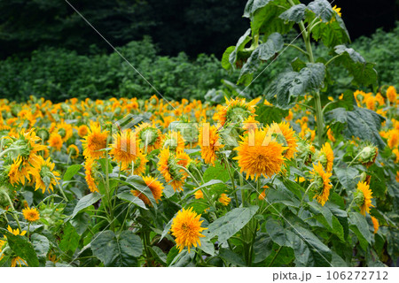 隠れた花の名所-追分市民の森 106272712