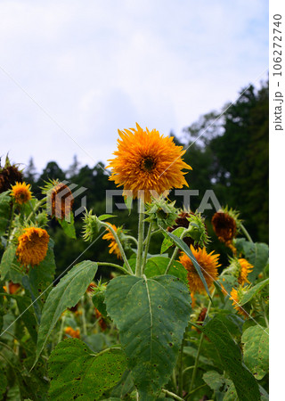 夏の花-ひまわり 夏の花-ひまわり 106272740