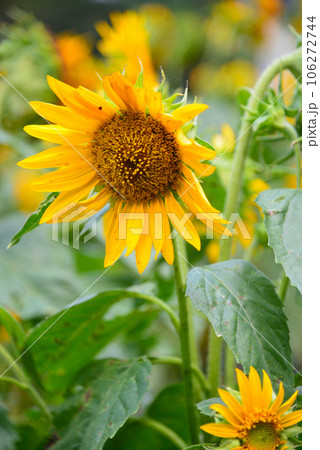夏の花-ひまわり 106272744
