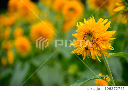 夏の花-ひまわり 106272745