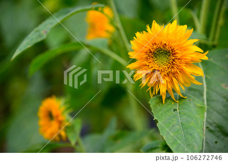 夏の花-ひまわり 106272746
