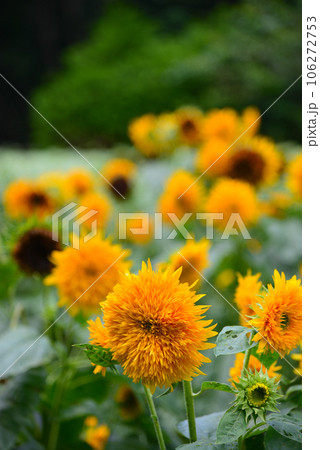 夏の花-ひまわり 106272753