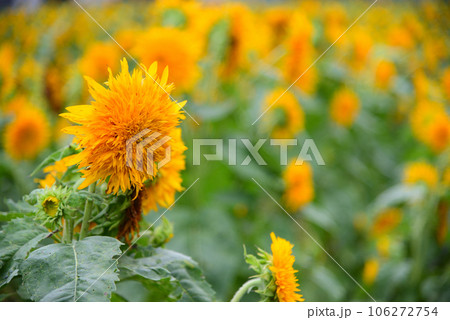 夏の花-ひまわり 夏の花-ひまわり 106272754