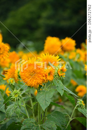 夏の花-ひまわり 夏の花-ひまわり 106272762