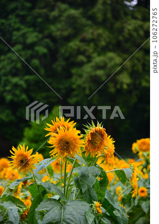 夏の花-ひまわり 106272765