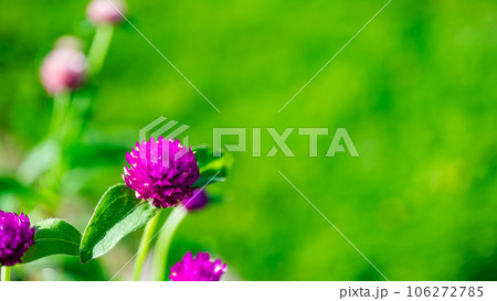 千日紅と芝生 106272785