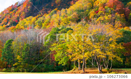 紅葉（秋田県・木地山高原にて） 106273066