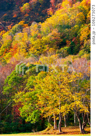 紅葉(秋田県・木地山高原にて) 紅葉(秋田県・木地山高原にて) 106273073