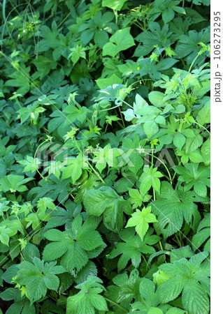 カナムグラ（秋の花粉症） 106273295