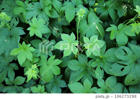 カナムグラ（秋の花粉症） 106273298