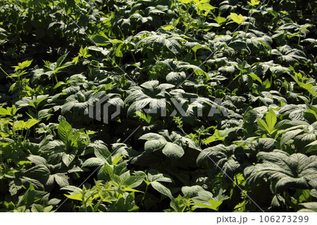 カナムグラ（秋の花粉症） 106273299